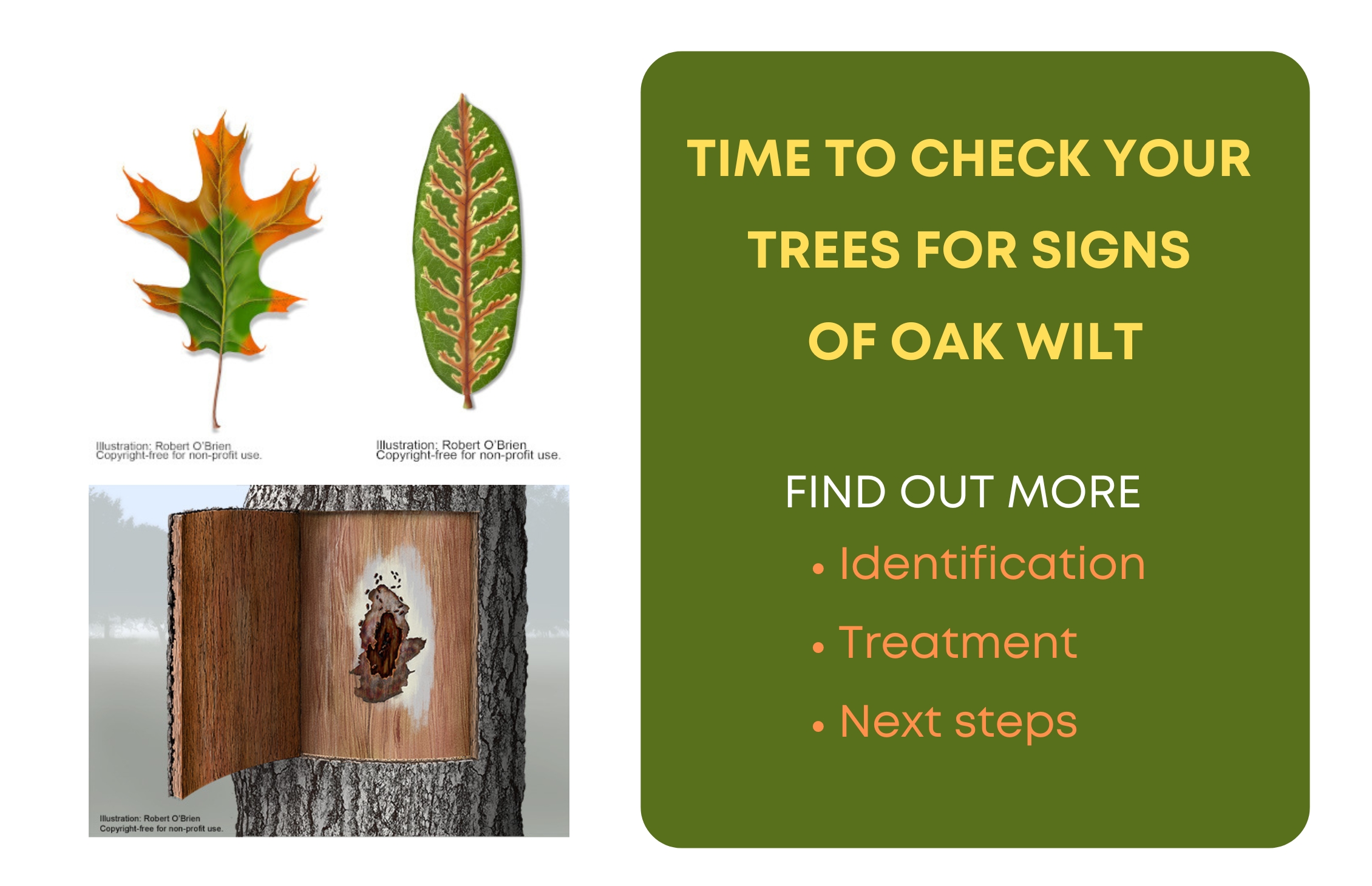 Check your trees for Oak Wilt!